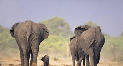 亚洲公象遗传视频,基因解码之旅